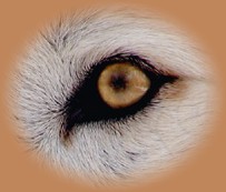 Wolf Auge