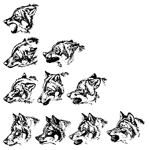 Wolf Ausdrucksmodell
