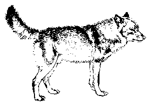 Wolf Alpha