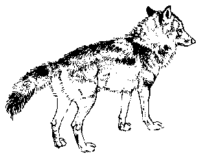 Wolf Beta