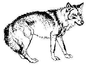 Wolf Gamma