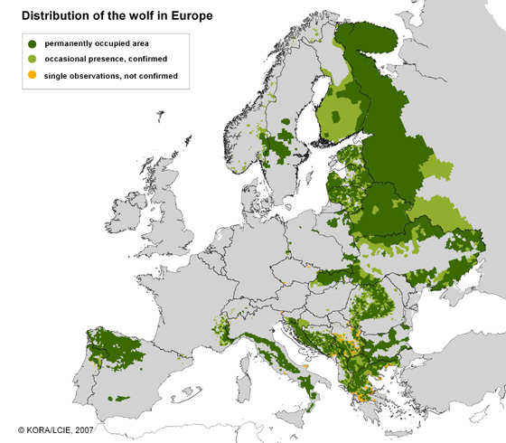 Wolf Verbreitung Europa